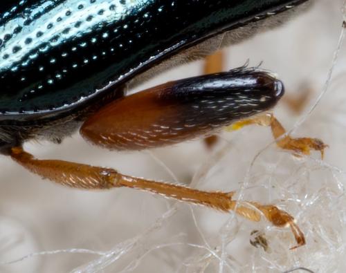 Psylliodes sp.